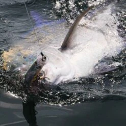 Leurre De Surface Popper Tackle House Feed Popper 100 10cm 21g -Pêche Fournitures Boutique 84944 b