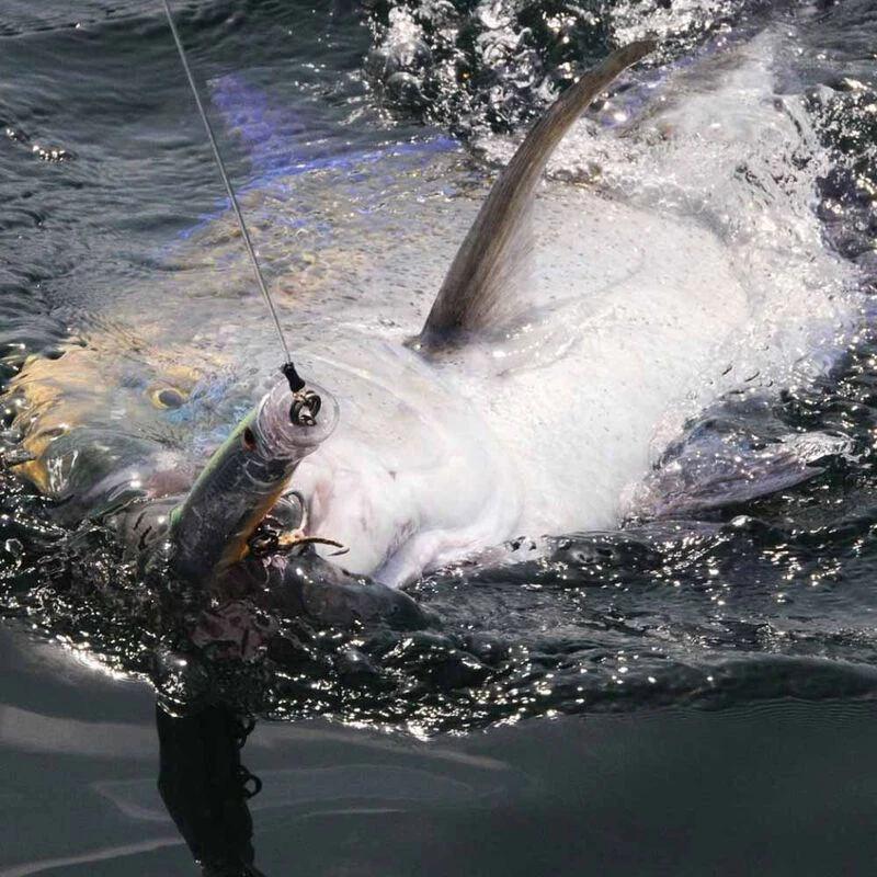 Leurre De Surface Popper Tackle House Feed Popper 150 15cm 60g 3 Leurre De Surface Popper Tackle House Feed Popper 150 15cm 60g – Image 3